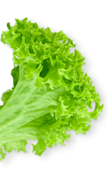 vector